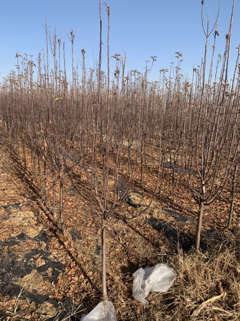 苹果树苗，鸡心果，寒富苹果，王林苹果，国光，烟富全系等
