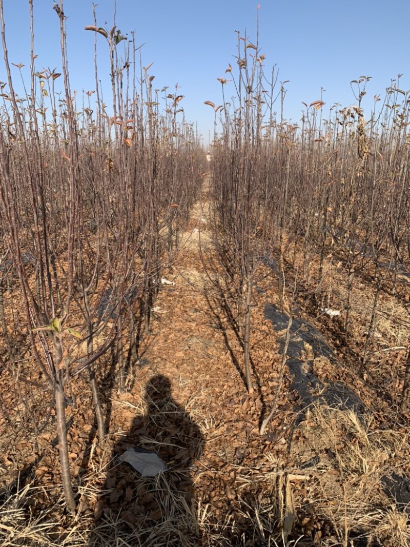 苹果树苗，鸡心果，寒富苹果，王林苹果，国光，烟富全系等