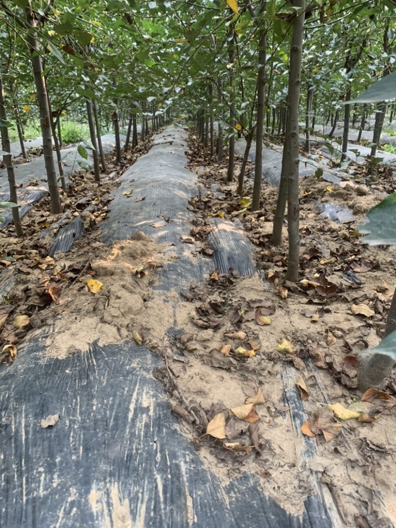 苹果树苗，鸡心果，寒富苹果，王林苹果，国光，烟富全系等