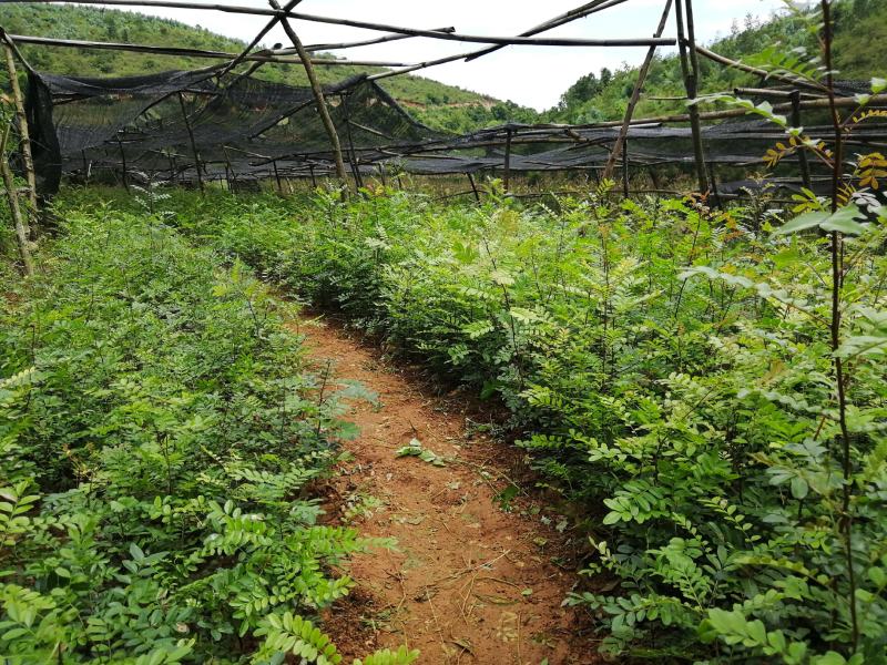 正宗红芽清香木苗批发
