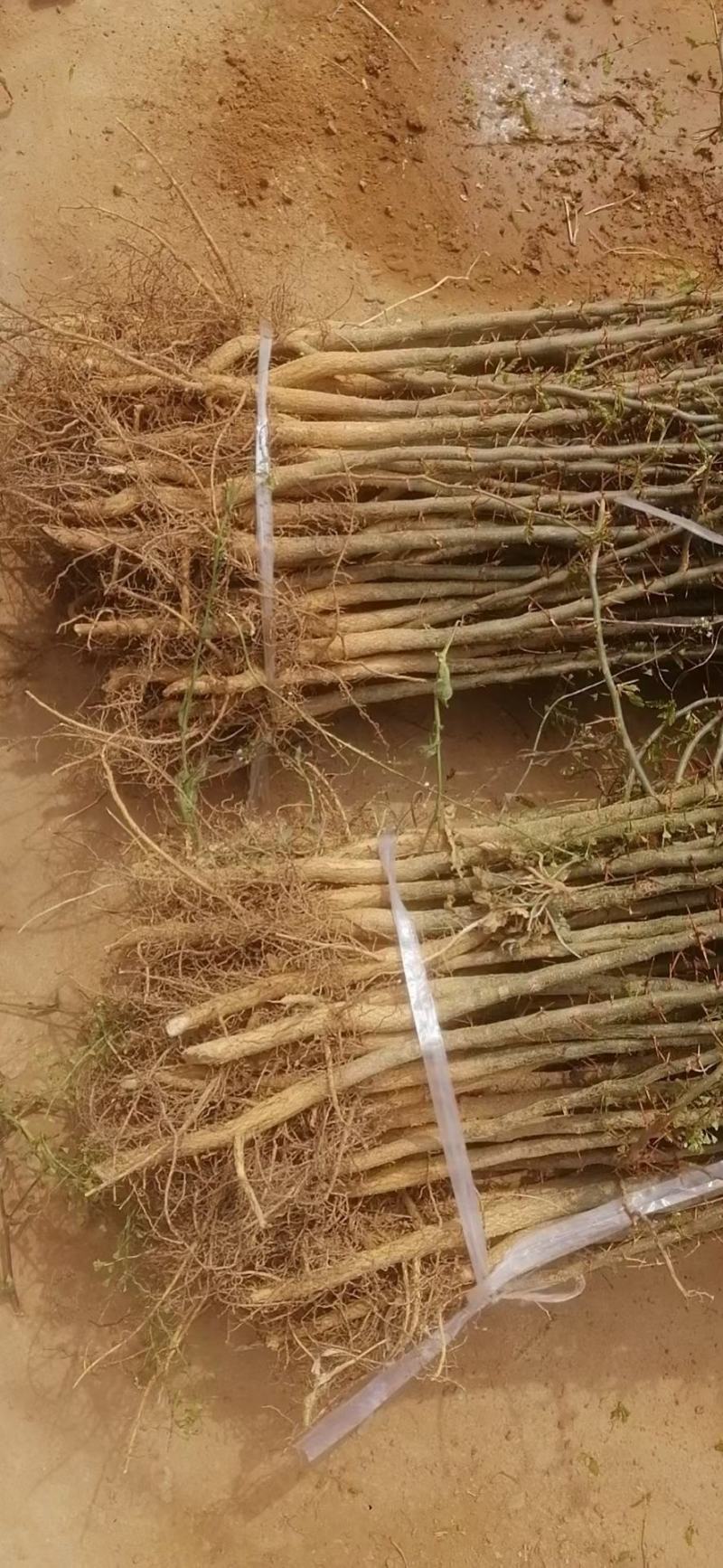 供应皂角苗大刺皂角苗药用皂角苗量大价格优惠