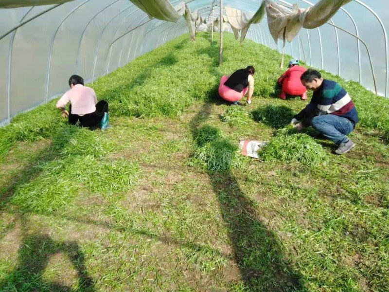 芦蒿新鲜精品芦蒿大量有货2020年新鲜上市特产现货