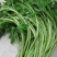 芦蒿新鲜精品芦蒿大量有货2020年新鲜上市特产现货