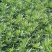 芦蒿新鲜精品芦蒿大量有货2020年新鲜上市特产现货