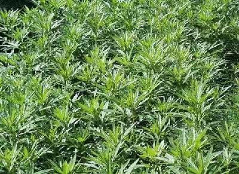 芦蒿新鲜精品芦蒿大量有货2020年新鲜上市特产现货