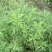 芦蒿新鲜精品芦蒿大量有货2020年新鲜上市特产现货