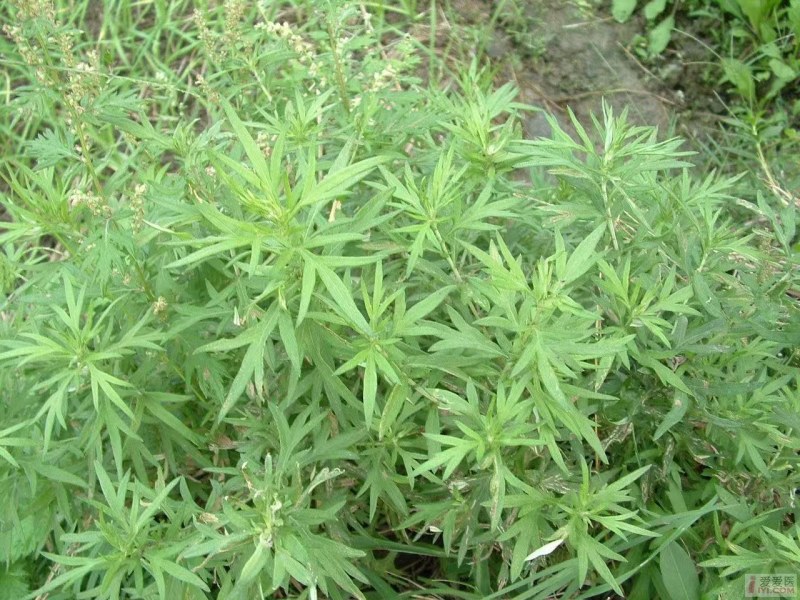 芦蒿新鲜精品芦蒿大量有货2020年新鲜上市特产现货