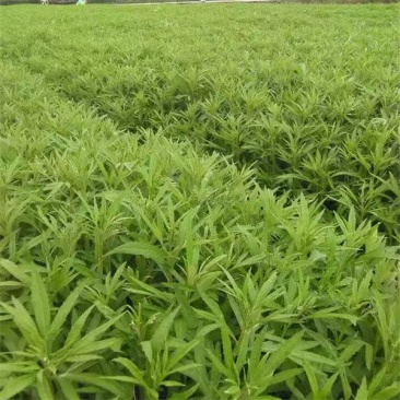 芦蒿新鲜精品芦蒿大量有货2020年新鲜上市特产现货