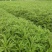 芦蒿新鲜精品芦蒿大量有货2020年新鲜上市特产现货