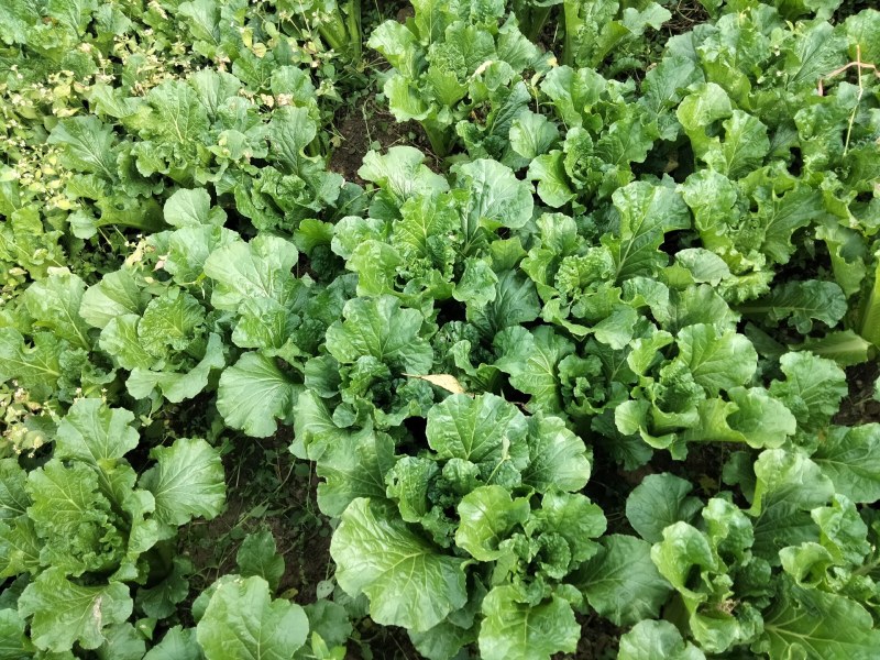 惠水青口白，小白菜产地直销，陆地种植，口感好，