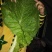 四川绵阳棒菜。圆叶棒菜。花叶棒菜。肉长无斑