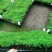 文竹种苗室内盆栽花卉绿植观叶植物耐阴可水培