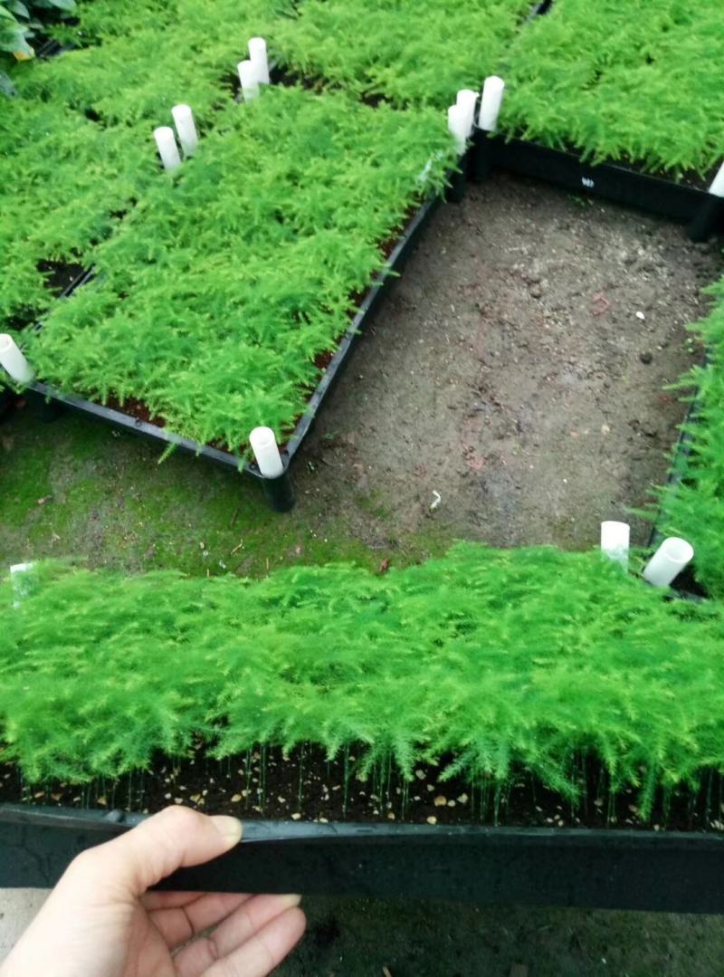 文竹种苗室内盆栽花卉绿植观叶植物耐阴可水培