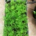文竹种苗室内盆栽花卉绿植观叶植物耐阴可水培
