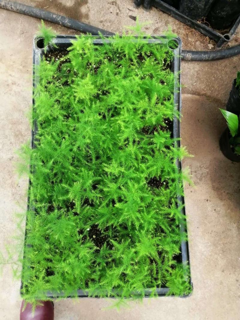 文竹种苗室内盆栽花卉绿植观叶植物耐阴可水培