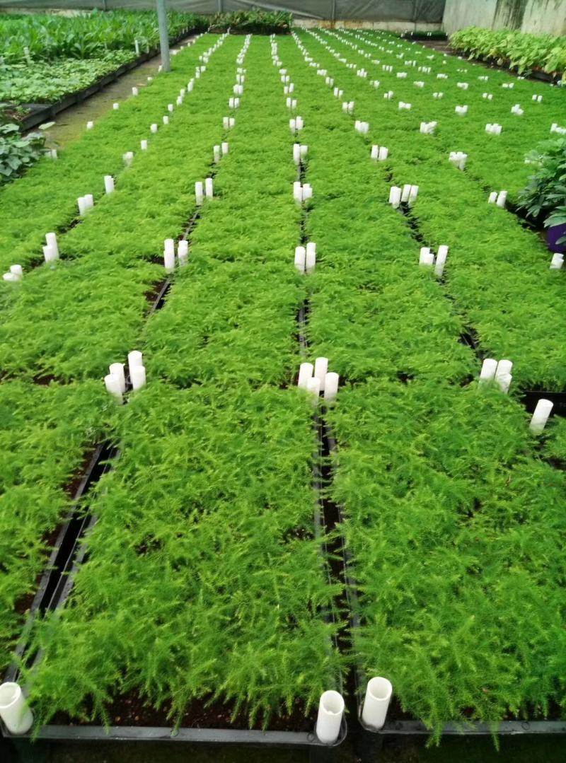 文竹种苗室内盆栽花卉绿植观叶植物耐阴可水培