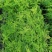 文竹种苗室内盆栽花卉绿植观叶植物耐阴可水培