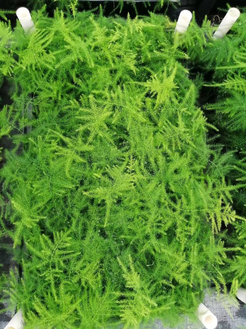 文竹种苗室内盆栽花卉绿植观叶植物耐阴可水培