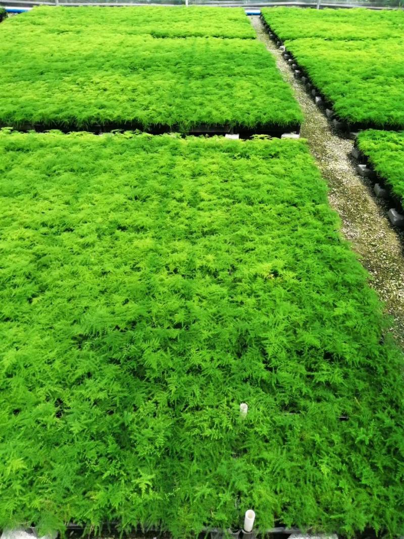 文竹种苗室内盆栽花卉绿植观叶植物耐阴可水培