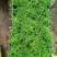 文竹种苗室内盆栽花卉绿植观叶植物耐阴可水培