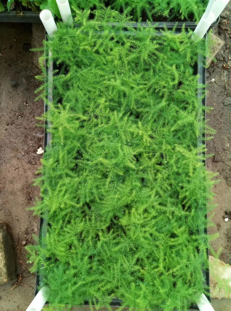 文竹种苗室内盆栽花卉绿植观叶植物耐阴可水培