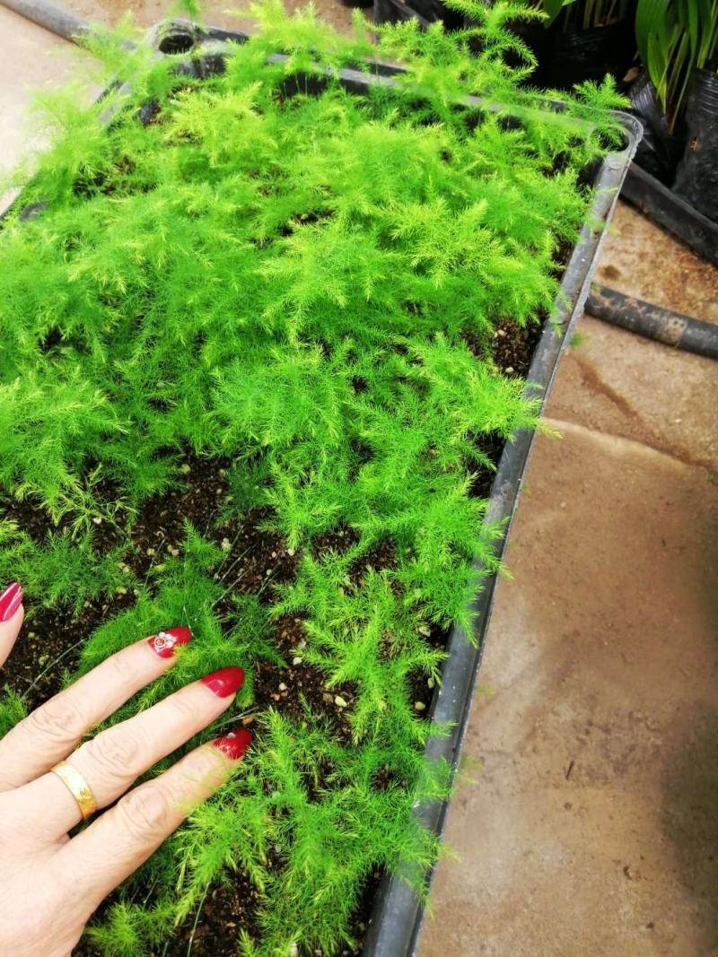 文竹种苗室内盆栽花卉绿植观叶植物耐阴可水培