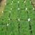 文竹种苗室内盆栽花卉绿植观叶植物耐阴可水培