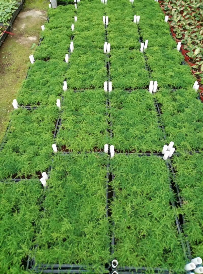 文竹种苗室内盆栽花卉绿植观叶植物耐阴可水培