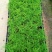 文竹种苗室内盆栽花卉绿植观叶植物耐阴可水培