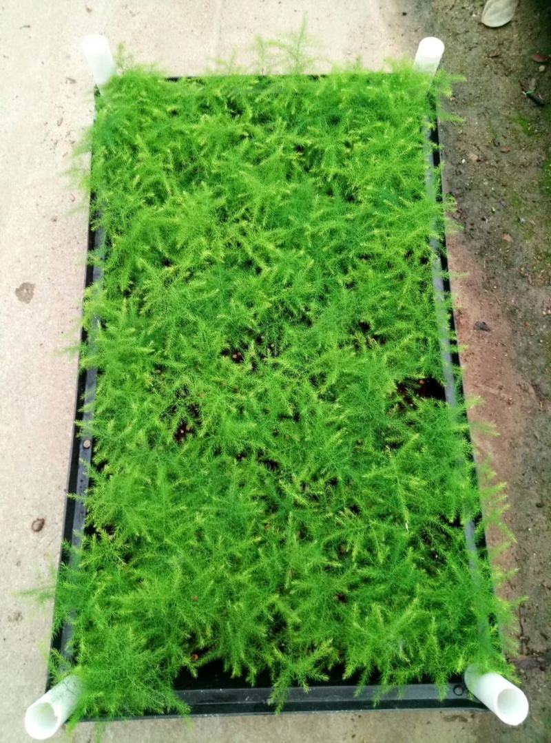 文竹种苗室内盆栽花卉绿植观叶植物耐阴可水培