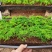 文竹种苗室内盆栽花卉绿植观叶植物耐阴可水培