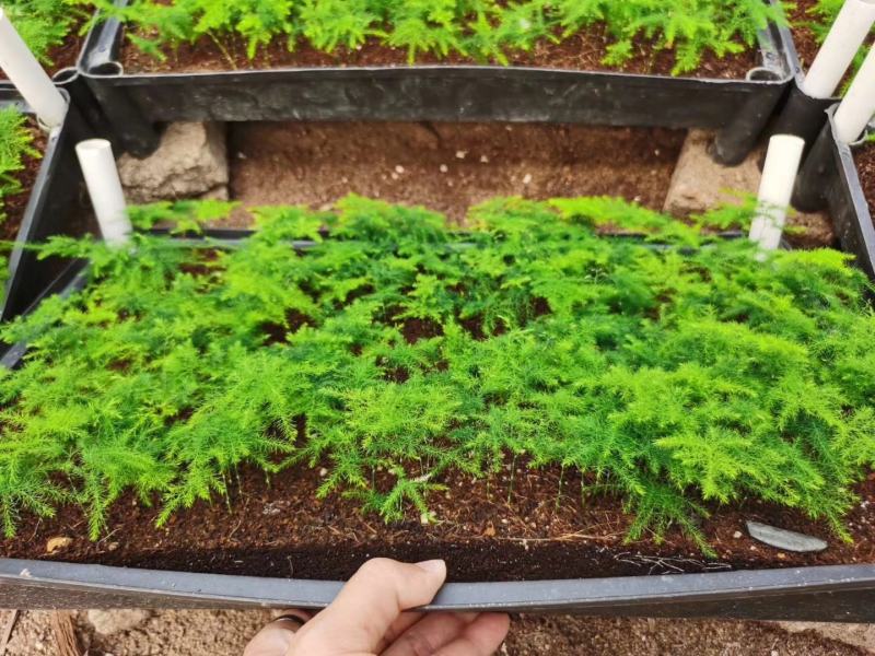 文竹种苗室内盆栽花卉绿植观叶植物耐阴可水培