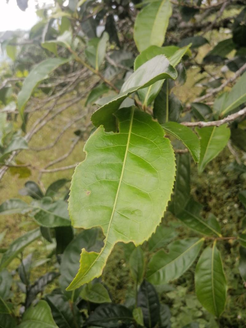 滇红云南红茶功夫红茶古树红茶高香蜜香红茶茶农自产自销