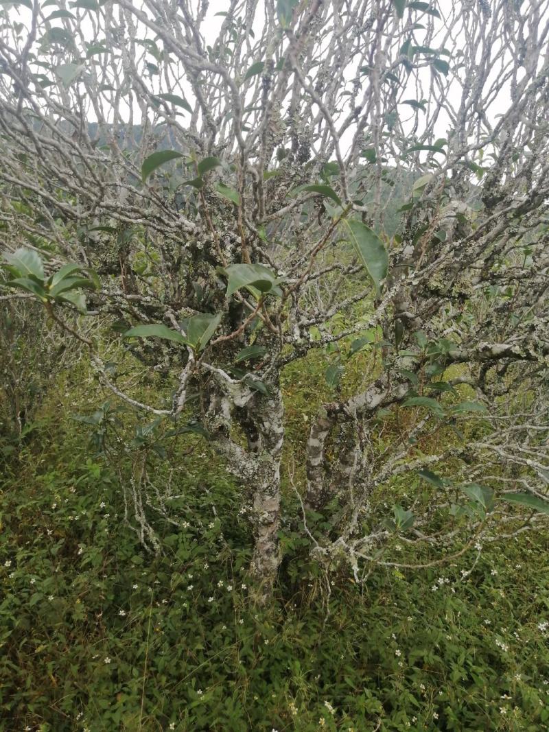 滇红云南红茶功夫红茶古树红茶高香蜜香红茶茶农自产自销