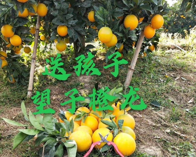 赣南脐橙农家生态种植，一件代发