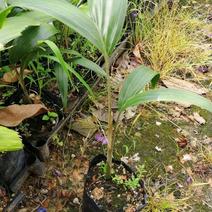 狐尾椰子苗庭园盆栽绿化树植株高大挺直秀丽