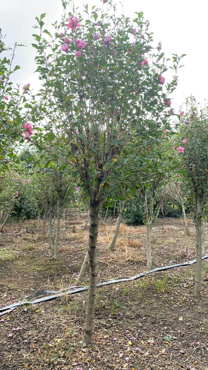 优质木槿丛生木槿基地直销3一8公分量大从优