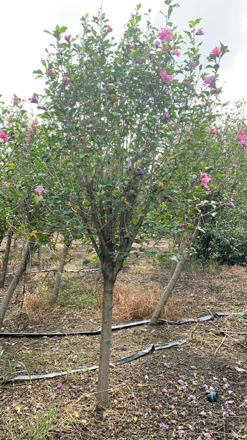 优质木槿丛生木槿基地直销3一8公分量大从优