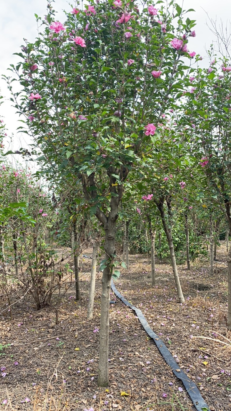 优质木槿丛生木槿基地直销3一8公分量大从优