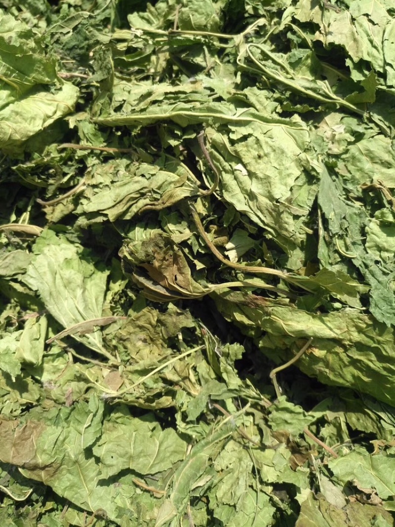 干桑叶青桑叶青干桑叶霜桑叶新鲜晒干长期大量供应