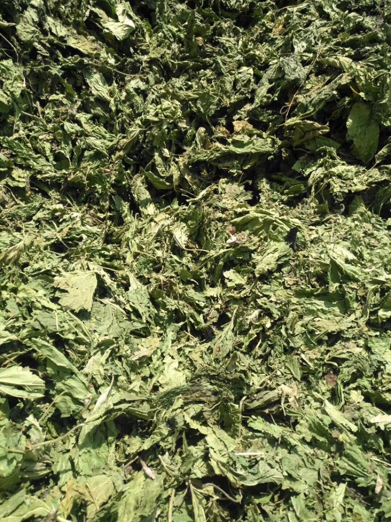 干桑叶青桑叶青干桑叶霜桑叶新鲜晒干长期大量供应