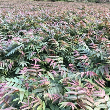 香椿苗（红油香椿）40-200cm红油香椿苗质好价优