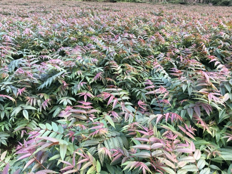 香椿苗（红油香椿）40-200cm红油香椿苗质好价优