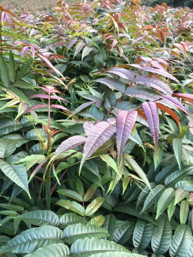 香椿苗（红油香椿）40-200cm红油香椿苗质好价优