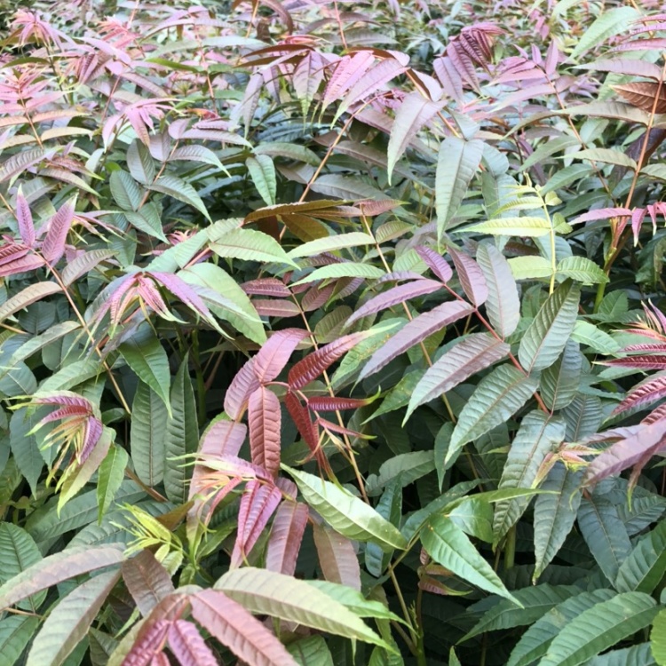 香椿苗批发]香椿苗（红油香椿）40-200cm 红油香椿苗质好价优价格0.50元