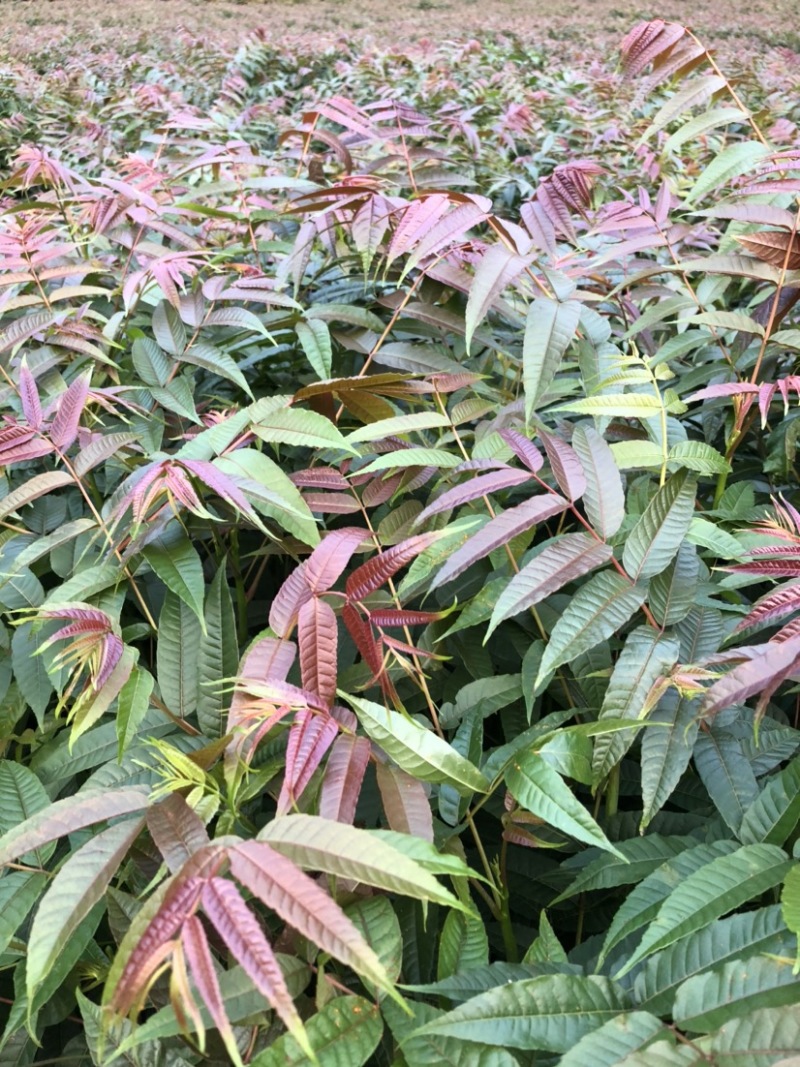 香椿苗（红油香椿）40-200cm红油香椿苗质好价优