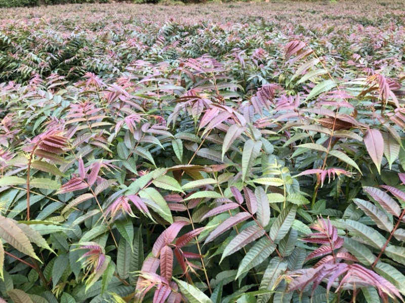 香椿苗（红油香椿）40-200cm红油香椿苗质好价优