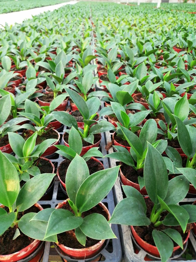 幌伞枫袋苗庭园盆栽花卉绿植四季常青观叶植物