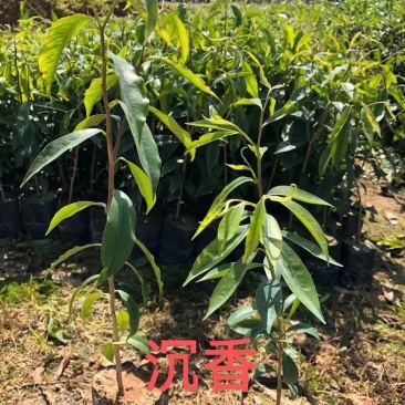 沉香袋苗土沉香苗庭园盆栽绿化苗木净化空气