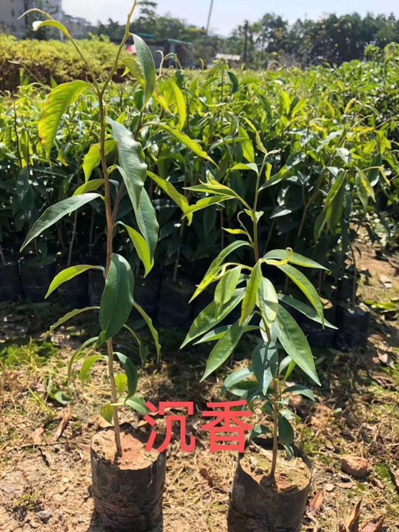 沉香袋苗土沉香苗庭园盆栽绿化苗木净化空气